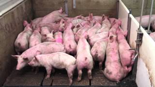 Smart Pig Handling  Part 1 of 2  Basic Pig Behaviour [upl. by Innej]