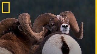 La BATALLA ÉPICA por la HEMBRA en las Montañas Rocosas  National Geographic en Español [upl. by Ehman]