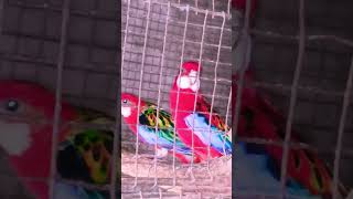 birds video bird Rosella pairparrot viralvideo shortsvideo [upl. by Dieball]