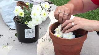 How to Propagate Mums by Cuttings  Planting amp Caring for Mums [upl. by Prissie199]