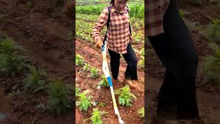 Practical Fertilizing Tool satisfying shortsvideo [upl. by Aland951]