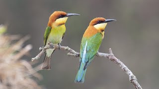 Chestnut headed bee eater  bee eater  Wildlife Photography ।Birding । Ujjal SarkarRocky [upl. by Archaimbaud]