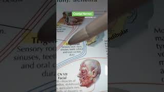 Skull bones songstriks to rememberforyou biology 3d trending anatomy shortsfunnysong [upl. by Nilok]