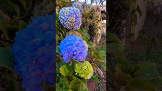 🥰 JARDIM DE HORTÊNSIAS MARAVILHOSAS NO PÉ DO MURO 💜💙💚 viral flores feedinscritos shorts [upl. by Haela]