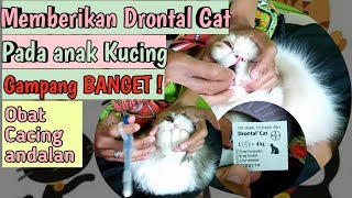 cara memberikan drontal pada anak kucing Drontal Cat untuk kitten Perawatan Kucing [upl. by Marentic]