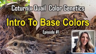 Episode 1  Intro to Base Colors  Coturnix Quail Color Genetics [upl. by Maxama]