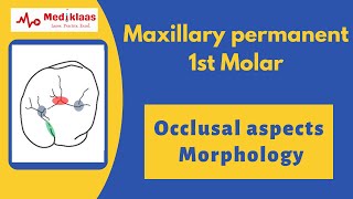 Permanent Maxillary First Premolar – Occlusal aspect  Tooth Morphology  Dental Anatomy [upl. by Dinnage]