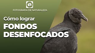 Técnicas para lograr FONDOS DESENFOCADOS [upl. by Notsgnal]