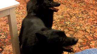 Schipperkes barking [upl. by Anitsirhc156]