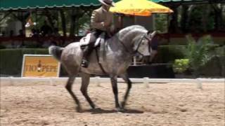 25º Final Doma Vaquera Nacional Jerez de La Frontera [upl. by Eerehs507]