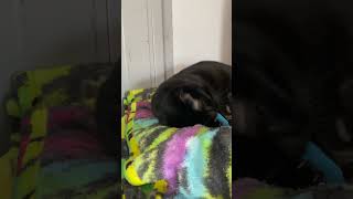 Sweet shy kitty “Kodi” relaxes with catnip toy 3 [upl. by Yllaw]