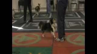 Heelwork to Music Sheltie Training day [upl. by Pacificas]