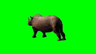 rhinoceros attack  green screen 3 [upl. by Ahsahtan450]