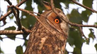 Eulenbaum im Seewinkel  Waldohreulen  Långörad uggla  Pitkäkorvapöllö  Longeared owls [upl. by Urian]