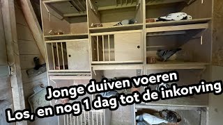 Jonge duiven voeren  Los  en nog 1 dag voor het inkorven  Postduiven [upl. by Gaspar]