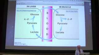 24 Kevin Aherns Biochemistry  Cori Cycle amp Glycogen Metabolism [upl. by Oravla631]