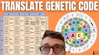 How to Translate mRNA to Amino Acids DECODING THE GENETIC CODE [upl. by Ymereg504]