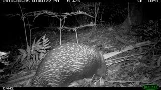 Tarra Bulga National Park 201213 Remote Wildlife Camera Highlights [upl. by Slohcin]