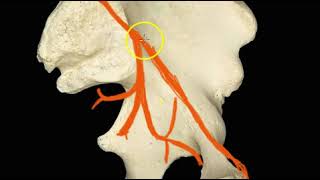 Irrigación de la pelvis 1 [upl. by Elaine]