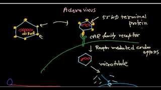 Adenovirus life cycle [upl. by Steiner]