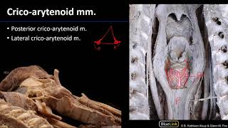 Larynx and Pharynx  Laryngeal Muscles [upl. by Jorin290]