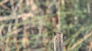 Australian Birds  Welcome Swallows [upl. by O'Grady468]