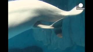 Having a whale of a time stunning footage of white whale giving birth [upl. by Sinylg734]