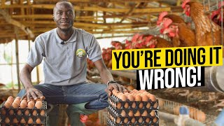 Secret Hacks Poultry Masters Use For Chickens To Lay More Eggs  Poultry Farming Nigeria [upl. by Nelloc324]