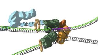 Replication fork coupling [upl. by Iduj]