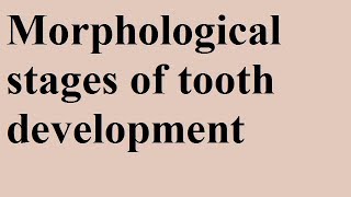 Morphological Stages Devp of tooth Part 1b [upl. by Odraccir939]