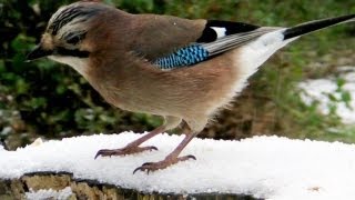 Eurasian Jay Bird at Tehidy Woods in The Snow  Le Geai des Chenes [upl. by Klemperer]