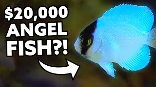 20000 Angel Fish Bred in Captivity Fincasters [upl. by Eon]