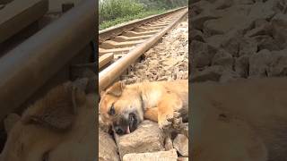 Rescuing an abandoned puppy on the train track 💝 doglover doglife rescuedog [upl. by Carine968]