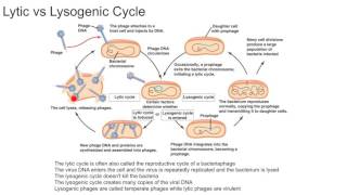 Lytic vs Lysogenic Cycle [upl. by Anesusa]