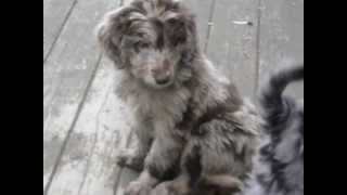 Red and Blue Merle Aussiedoodle puppies 8 wks 2013  Dreamydoodlescom [upl. by Irihs]