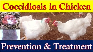 Coccidiosis in Chickens  Coccidiosis Symptoms Prevention amp Treatment  How to Identify Coccidiosis [upl. by Enohpesrep]