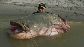 World record catfish [upl. by Kinghorn80]