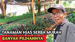 Tanaman Hias Super Murah Langsung Dari Petaninya  Bisa Eceran Atau Partai Besar Untuk Dijual Lagi [upl. by Linetta646]