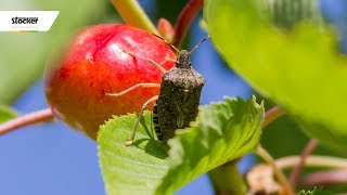 CIMICE ASIATICA – trattamenti biologici  guida con consigli dal professionista [upl. by Honeywell]