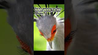 Secretary Bird  Sagittarius serpentarius poisonous snake hunter biology [upl. by Budd]