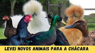 LEVEI NOVOS ANIMAIS PARA CHÁCARA  MINI CORNISH  MARRECOS  SEDOSAS DO JAPÃO sitiodorb [upl. by Assereht]