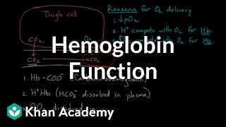 Hemoglobin moves O2 and CO2  Human anatomy and physiology  Health amp Medicine  Khan Academy [upl. by Lasonde564]