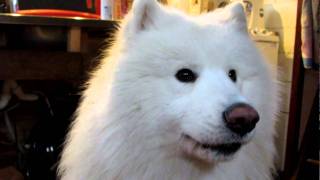 samoyed howling [upl. by Hairehcaz]