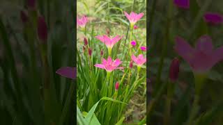 গ্রীক দেবতার স্মরণে বর্ষার লিলি garden plants flowers rainlilyflower lily youtubeshorts [upl. by Aikar995]