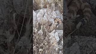 Scary Rattlesnake Fairview Mountain Mojave Desert CA rattlesnake mojavedesert herping reptiles [upl. by Anoyek]