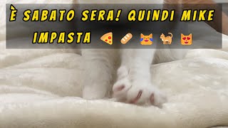 😺È sabato sera Quindi Mike impasta🍕🥖😹🐈😻mainecoon mainecooncat mainecoonlife shorts [upl. by Yelsnia]