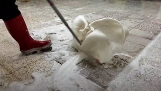 Satisfying Old Carpet Cleaning  Watch the Transformation of CarrionStained Carpets [upl. by Cooperman]