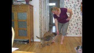 Border Terriers Show How Smart They Are Part 2 [upl. by Nyrhtac]