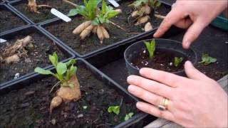 How to take dahlia cuttings [upl. by Bronwen]