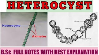 HETEROCYST  Nitrogen Fixing Cell  BSc  MSc Botany Notes with full Explanation  ZBC [upl. by Salinas534]